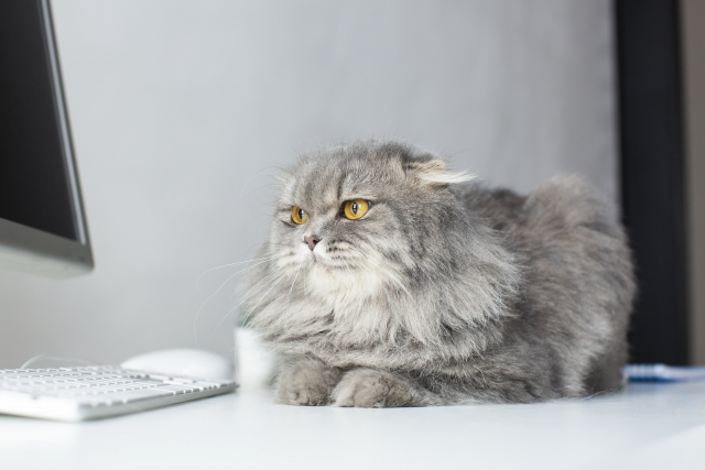 検索する猫